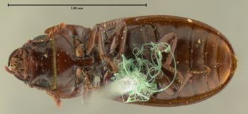 Media type: image;   Entomology 113 Aspect: habitus ventral view